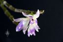 Dendrobium victoriae-reginae, orchid species flowers, bluish-purple flowers, Philippines native species, grown outdoors in Pacifica, California