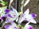 Dendrobium victoriae-reginae, orchid species flowers, bluish-purple flowers, Philippines native species, grown outdoors in Pacifica, California