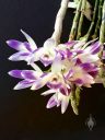 Dendrobium victoriae-reginae, orchid species flowers, bluish-purple flowers, Philippines native species, grown outdoors in Pacifica, California