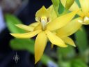 Encyclia vitellina x Green Hornet, orchid hybrid flower, yellow flower, Orchids in the Park 2018, County Fair Building, Golden Gate Park, San Francisco, California