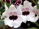 Miltoniopsis hybrid flowers, Pansy Orchid, white purple and pink flowers, Orchids in the Park 2018, County Fair Building, Golden Gate Park, San Francisco, California