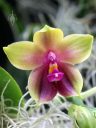 Phalaenopsis, Phal, Moth Orchid flower, Orchids in the Park 2018, County Fair Building, Golden Gate Park, San Francisco, California