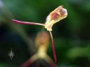 Porroglossum aureum, miniature orchid species flower, pleurothallid, Orchids in the Park 2018, County Fair Building, Golden Gate Park, San Francisco, California