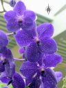 Vanda Gordon Dillon x coerulea, orchid hybrid flowers, blue flowers, Orchids in the Park 2018, County Fair Building, Golden Gate Park, San Francisco, California