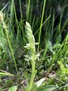 Bog Orchid, Platanthera orchid, North American native orchid species, growing wild in Montezuma County, southwestern Colorado, Four Corners region