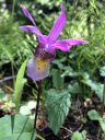Calypso bulbosa var. americana, Fairy Slipper flower, North American native orchid species, miniature orchid, growing wild in Montezuma County, southwestern Colorado, Four Corners region