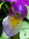 Calypso bulbosa var. americana, Fairy Slipper flower, close up of flower lip, North American native orchid species, miniature orchid, growing wild in Montezuma County, southwestern Colorado, Four Corners region
