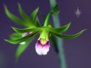 Eulophia euglossa, orchid species flower, African orchid species, green white and purple flower, Orchids in the Park 2019, Hall of Flowers, Golden Gate Park, San Francisco, California