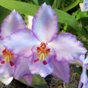 Odontoglossum Flocalo x Halifax, Odont, orchid hybrid flower, Pacific Orchid Expo 2016, San Francisco, California