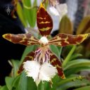 Odontoglossum nevadense, AKA Oncidium nevadense, Odont, orchid species flower, Pacific Orchid Expo 2018, San Francisco, California