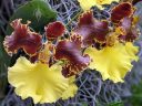 Oncidium orchid flowers, yellow and purplish-brown flowers, Orchids in the Park 2019, Hall of Flowers, Golden Gate Park, San Francisco, California