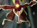 Paraphalaenopsis labukensis, orchid species flower, close up of flower lip, Orchids in the Park 2019, Hall of Flowers, Golden Gate Park, San Francisco, California