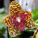 Phalaenopsis, orchid hybrid flower, Phal, Moth Orchid, Orchids in the Park 2019, Hall of Flowers, Golden Gate Park, San Francisco, California