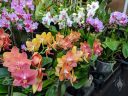 Phalaenopsis flowers, Phals, Moth Orchid hybrid flowers, Orchids in the Park 2019, Hall of Flowers, Golden Gate Park, San Francisco, California