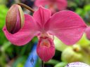 Phragmipedium kovachii hybrid, Lady Slipper orchid flower and bud, Phrag, Orchids in the Park 2019, Hall of Flowers, Golden Gate Park, San Francisco, California