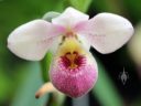 Phragmipedium schlimii, orchid species flower, Phrag, Lady Slipper, Orchids in the Park 2019, Hall of Flowers, Golden Gate Park, San Francisco, California