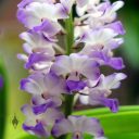 Rhynchostylis coelestis 'Blue Sparkle', orchid species flowers, bluish-purple and white flowers, Orchids in the Park 2019, Hall of Flowers, Golden Gate Park, San Francisco, California