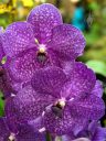 Vanda Lavender Lace 'Amethyst', orchid hybrid flowers, purple flowers, Orchids in the Park 2019, Hall of Flowers, Golden Gate Park, San Francisco, California