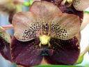 Ascocenda Jiraprapa x Butterfly, orchid hybrid flower, vanda flower, Orchids in the Park 2018, Golden Gate Park, San Francisco, California