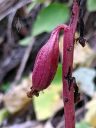 Probably a Corallorhiza orchid, Coralroot, red seedpod on red stem, native orchid species growing wild in San Juan National Forest, Montezuma County, Colorado