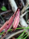 Probably a Corallorhiza orchid, Coralroot, red seedpod on red stem, native orchid species growing wild in San Juan National Forest, Montezuma County, Colorado