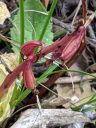 Probably a Corallorhiza orchid, Coralroot, red seedpods on red stem, native orchid species growing wild in San Juan National Forest, Montezuma County, Colorado