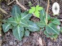 Goodyera oblongifolia, orchid species leaves with variegation, Western Rattlesnake Plaintain, Giant Rattlesnake Plantain, native orchid species growing wild in San Juan National Forest, Montezuma County, Colorado