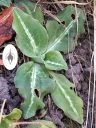 Goodyera oblongifolia, orchid species leaves with variegation, Western Rattlesnake Plaintain, Giant Rattlesnake Plantain, native orchid species growing wild in San Juan National Forest, Montezuma County, Colorado