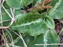 Goodyera oblongifolia, blooming orchid species, leaves with variegation and veining pattern, Western Rattlesnake Plaintain, Giant Rattlesnake Plantain, native orchid species growing wild in San Juan National Forest, Montezuma County, Colorado