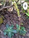 Goodyera oblongifolia, blooming orchid species, leaves with variegation, small white flowers on top of orchid spike, Western Rattlesnake Plaintain, Giant Rattlesnake Plantain, native orchid species growing wild in San Juan National Forest, Montezuma County, Colorado