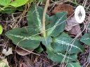 Goodyera oblongifolia, orchid species, leaves with variegation, Western Rattlesnake Plaintain, Giant Rattlesnake Plantain, native orchid species growing wild in San Juan National Forest, Montezuma County, Colorado