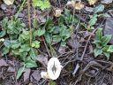 Goodyera oblongifolia, blooming orchid species, leaves with variegation and veining pattern, Western Rattlesnake Plaintain, Giant Rattlesnake Plantain, native orchid species growing wild in San Juan National Forest, Montezuma County, Colorado