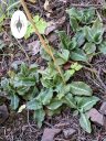 Goodyera oblongifolia, orchid species, leaves with variegation and veining pattern, Western Rattlesnake Plaintain, Giant Rattlesnake Plantain, native orchid species growing wild in San Juan National Forest, Montezuma County, Colorado