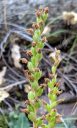 Goodyera oblongifolia, orchid species seedpods, Western Rattlesnake Plaintain, Giant Rattlesnake Plantain, native orchid species growing wild in San Juan National Forest, Montezuma County, Colorado