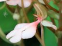 Habenaria rhodocheila 'Cardinal's Roost', orchid species flower, Orchids in the Park 2018, Golden Gate Park, San Francisco, California