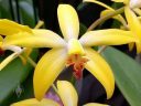 Laeliocattleya Natalie Clark, orchid hybrid flower, Orchids in the Park 2018, Golden Gate Park, San Francisco, California