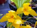 Lycaste aromatica x (candida x campbellii), orchid hybrid flowers, yellow flowers, Orchids in the Park 2018, Golden Gate Park, San Francisco, California