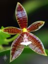 Phalaenopsis cornu-cervi, Moth Orchid species flower, Phal, Orchids in the Park 2018, Golden Gate Park, San Francisco, California