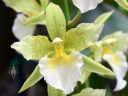Rhynchostele bictoniensis alba x aptera, orchid hybrid flower, AKA Odontoglossum, odont, Orchids in the Park 2018, Golden Gate Park, San Francisco, California