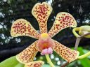Aranda Hilda Galistan, Arachnis and Vanda orchid hybrid flower, Singapore National Orchid Garden located in Singapore Botanic Gardens