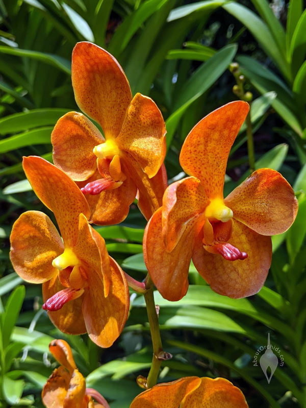 AboutOrchids » Blog Archive » The National Orchid Garden of Singapore