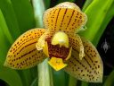 Lueddemannia striata x Acineta superba, orchid hybrid flower, Cloud Forest Conservatory, Gardens by the Bay nature park, Singapore