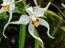 Oncidium cirrhosum, AKA Odontoglossum cirrhosum, odont, orchid species flower, Cloud Forest Conservatory, Gardens by the Bay nature park, Singapore