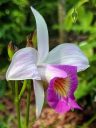 Arundina graminifolia, Bamboo Orchid, orchid species flower, Singapore Botanic Gardens, UNESCO World Heritage Site