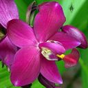 Spathoglottis orchid flower, Ground Orchid, Singapore Botanic Gardens, UNESCO World Heritage Site