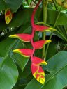Heliconia flowers, large red and yellow flower, Lobster Claw flower, False Bird-of-Paradise flower, Singapore Botanic Gardens, UNESCO World Heritage Site