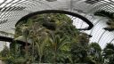 Inside the Cloud Forest Conservatory greenhouse, panoramic photo of green wall and elevated pedestrian walkway, Gardens by the Bay nature park, Singapore