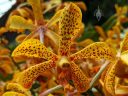 Vanda orchid flower, Aranda hybrid, Flower Dome Conservatory, Gardens by the Bay nature park, Singapore