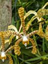 Arachnis Maggie Oei, orchid hybrid flower, HortPark-the Gardening Hub, horticulture park, Singapore