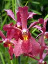 Mayara Mandai Ruby, orchid hybrid flowers, HortPark-the Gardening Hub, horticulture park, Singapore
